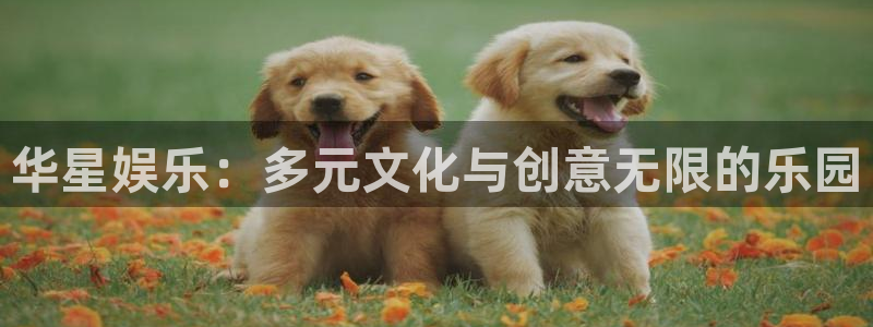 泰达娱乐3平台登录注册：华星娱乐：多元文化与创意无限的乐园